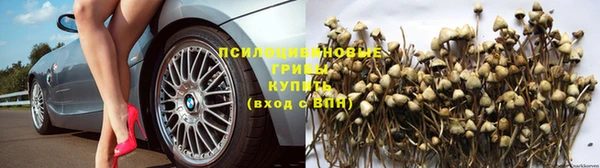 стафф Зеленокумск